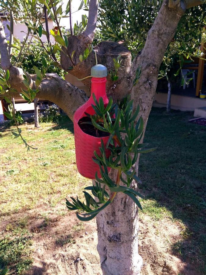 Farma Giannis *